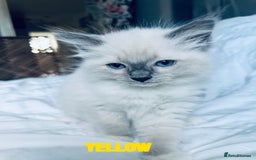 Ragdoll cats for sale: 4 Adorable kittens for sale 🩵🩵 - Image 7