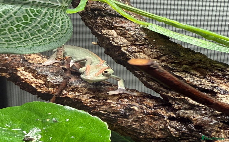 Chameleon reptiles Baby Yemen chameleons - Advert 1