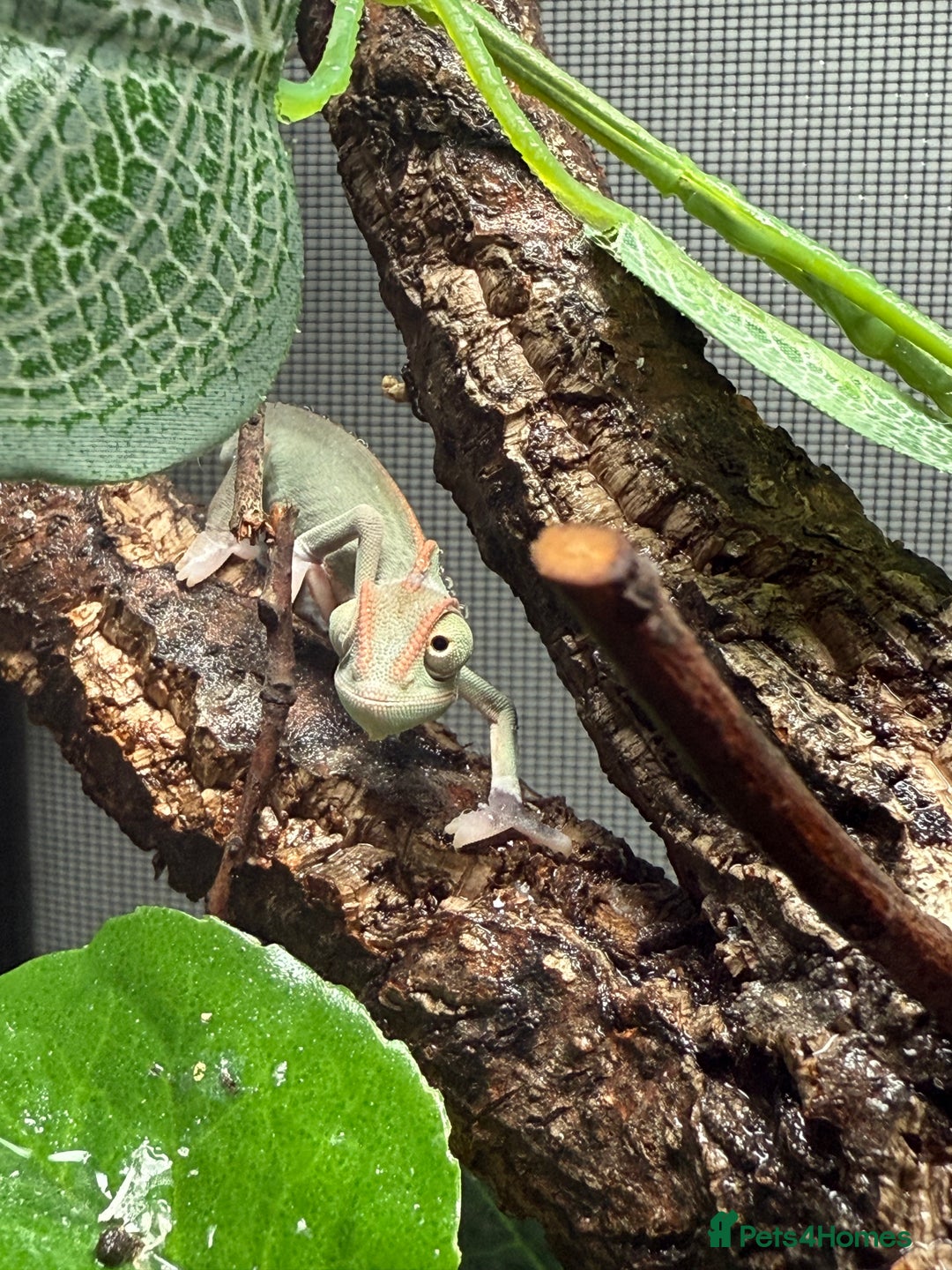 Chameleon reptiles for sale: Baby Yemen chameleons - Advert 1