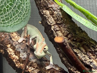 Chameleon reptiles Baby Yemen chameleons - Advert 1
