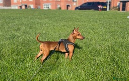 Miniature Pinscher dogs for sale: Pure 100% Miniature Pinscher-Licensed Breeder🐾❤️  - Image 15