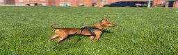 Miniature Pinscher dogs for sale: Pure 100% Miniature Pinscher-Licensed Breeder🐾❤️  - Advert 15