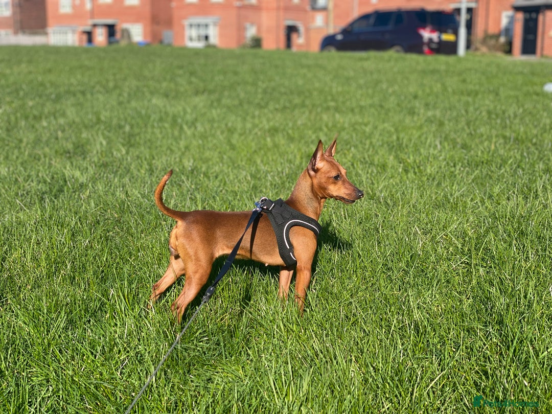 Miniature Pinscher dogs for sale: Pure 100% Miniature Pinscher-Licensed Breeder🐾❤️  - Image 15
