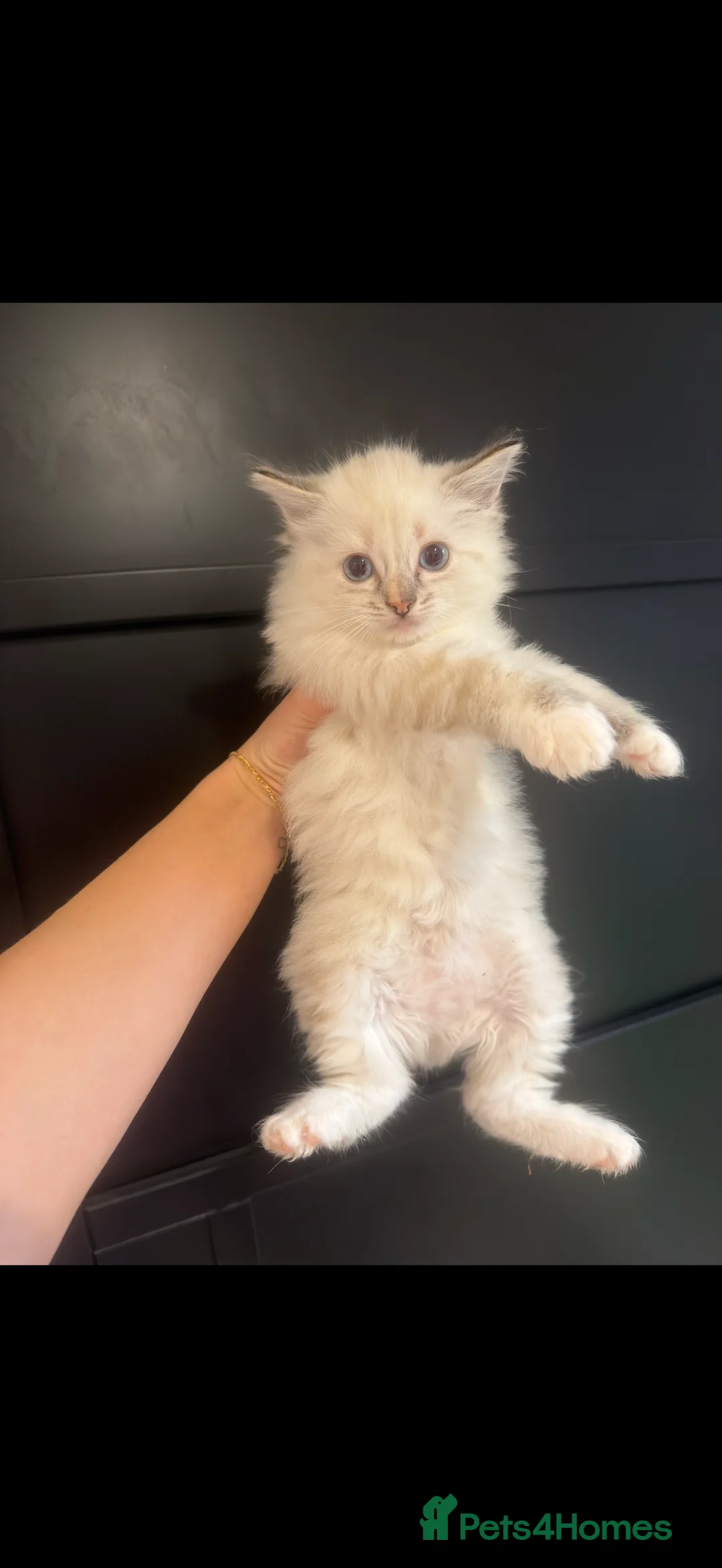 Ragdoll cats for sale: Ragdoll X Kittens  - Advert 1