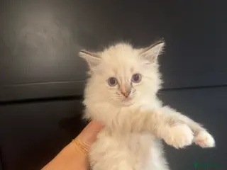 Ragdoll cats Ragdoll X Kittens - Advert 1