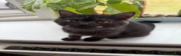 Mixed Breed cats for sale: British shorthair and Scottish fold kittens  - Advert 5