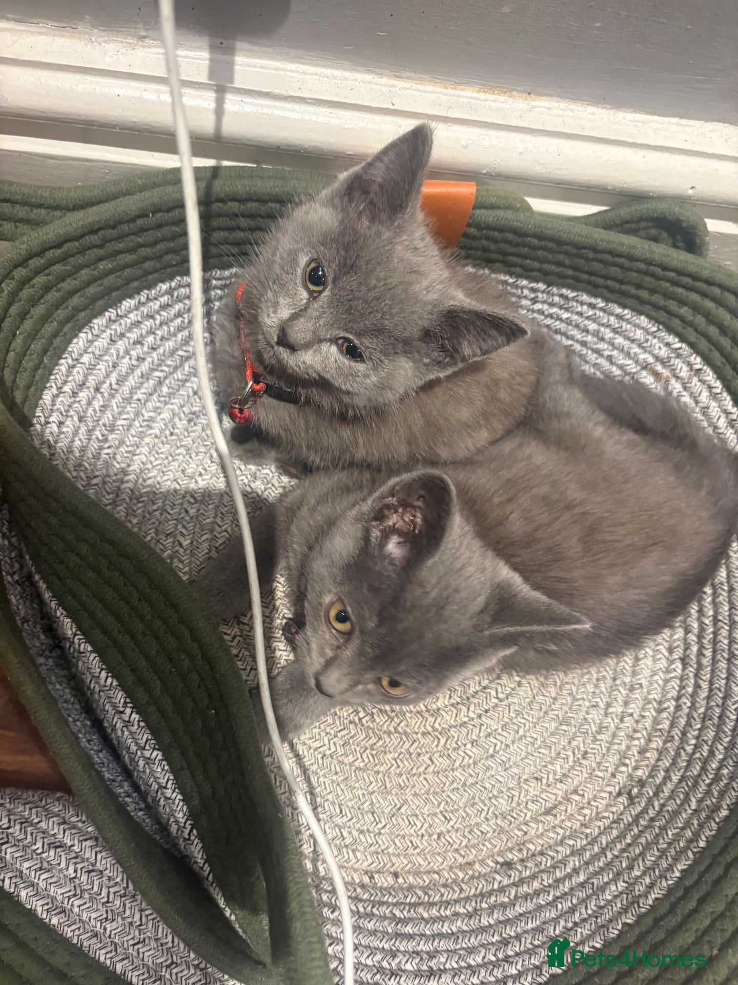 British Shorthair cats for sale: British Shorthair kittens  - Advert 2