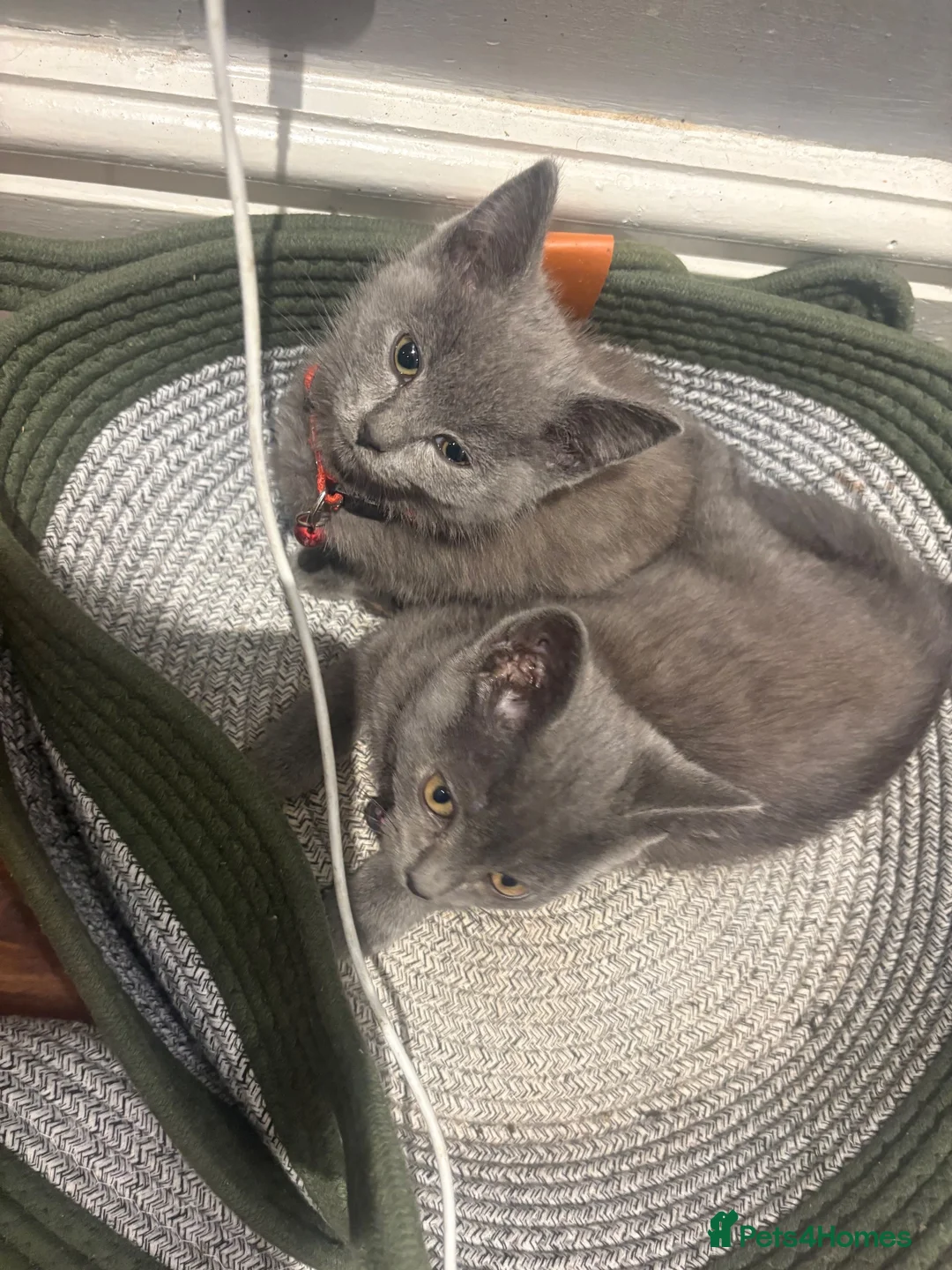 British Shorthair cats for sale: British Shorthair kittens  - Advert 2