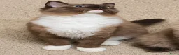 Ragdoll cats for sale: Purebred Cherubim (Mink) & Traditional Ragdolls - Advert 14
