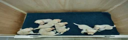 Labrador Retriever dogs for sale: Stunning, Well Bred Yellow Labrador Pups - Advert 9