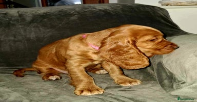 Cocker Spaniel dogs - Advert 7