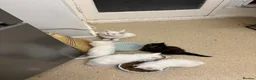 Norwegian Forest Cat cats for sale: I saved the best girl for last!  - Advert 14