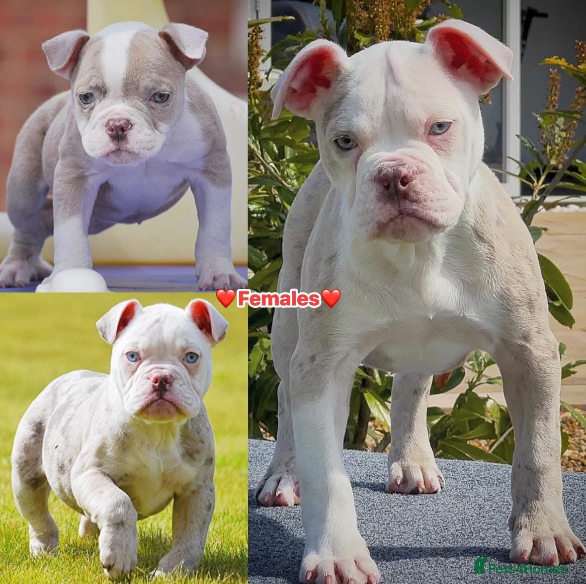 Olde English Bulldogge dogs 23❤️YEARS❤️5⭐️RATED❤️LICENSED❤️PROFESSIONALS❤️ - Advert 9