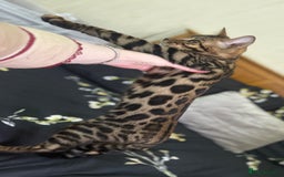 Bengal cats for sale: Beautiful Bengal boy  - Image 1