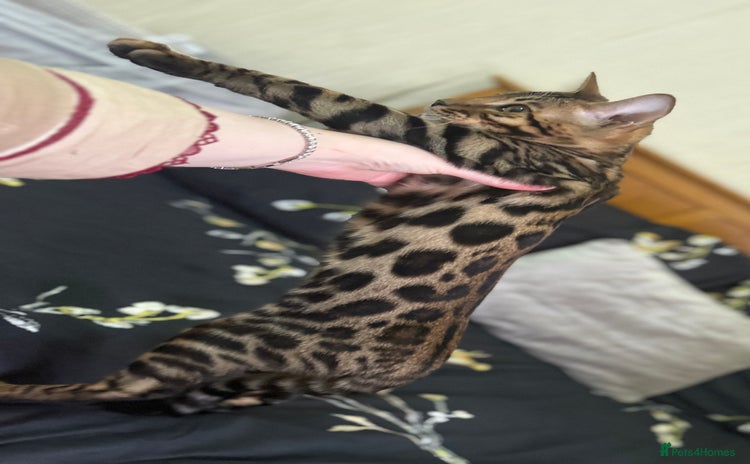 Bengal cats - Advert 8