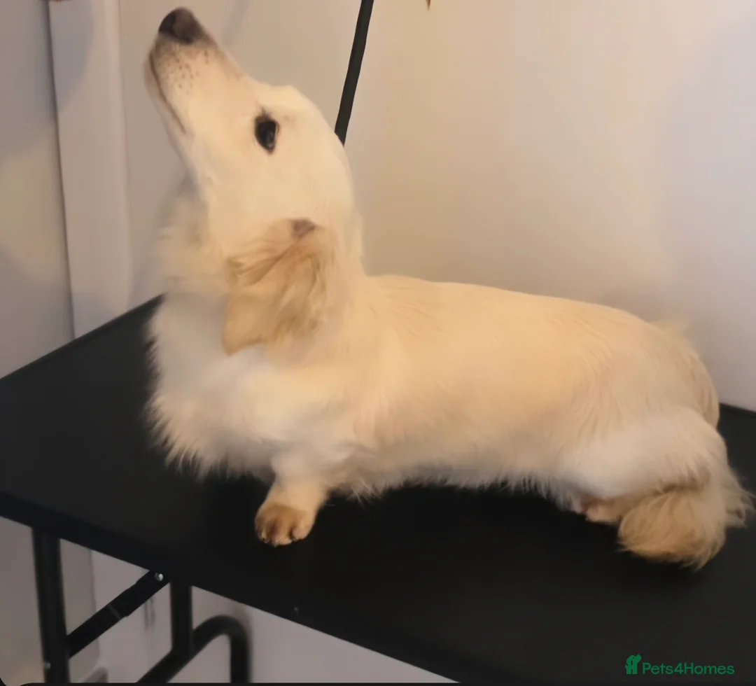 Miniature Dachshund dogs for stud: STUNNING ee/ii DOUBLE INTENSITY CREAM STUD - Advert 4