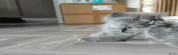 British Shorthair cats for sale: British shorthair kittens  - Advert 12
