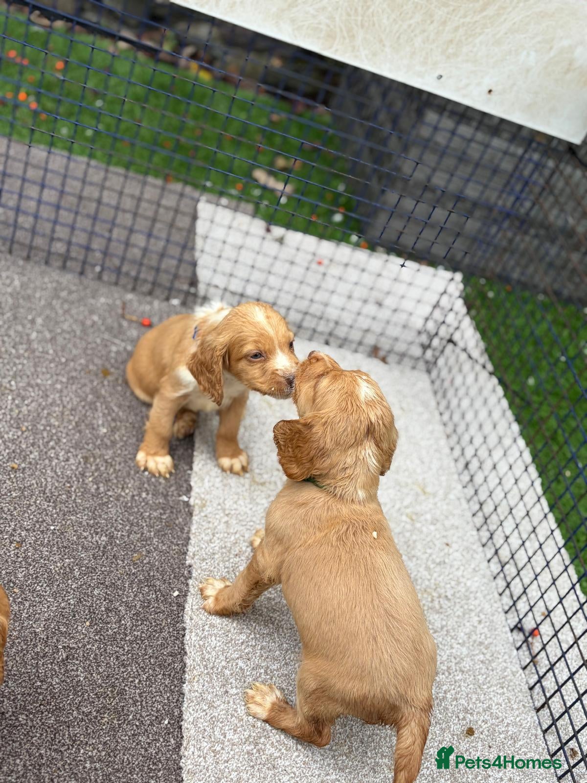 Cocker Spaniel dogs Two red boys left! Working Cocker Spaniel pups - Advert 5