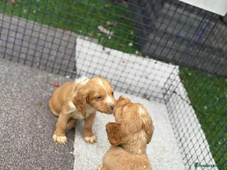 Cocker Spaniel dogs Two red boys left! Working Cocker Spaniel pups - Advert 5