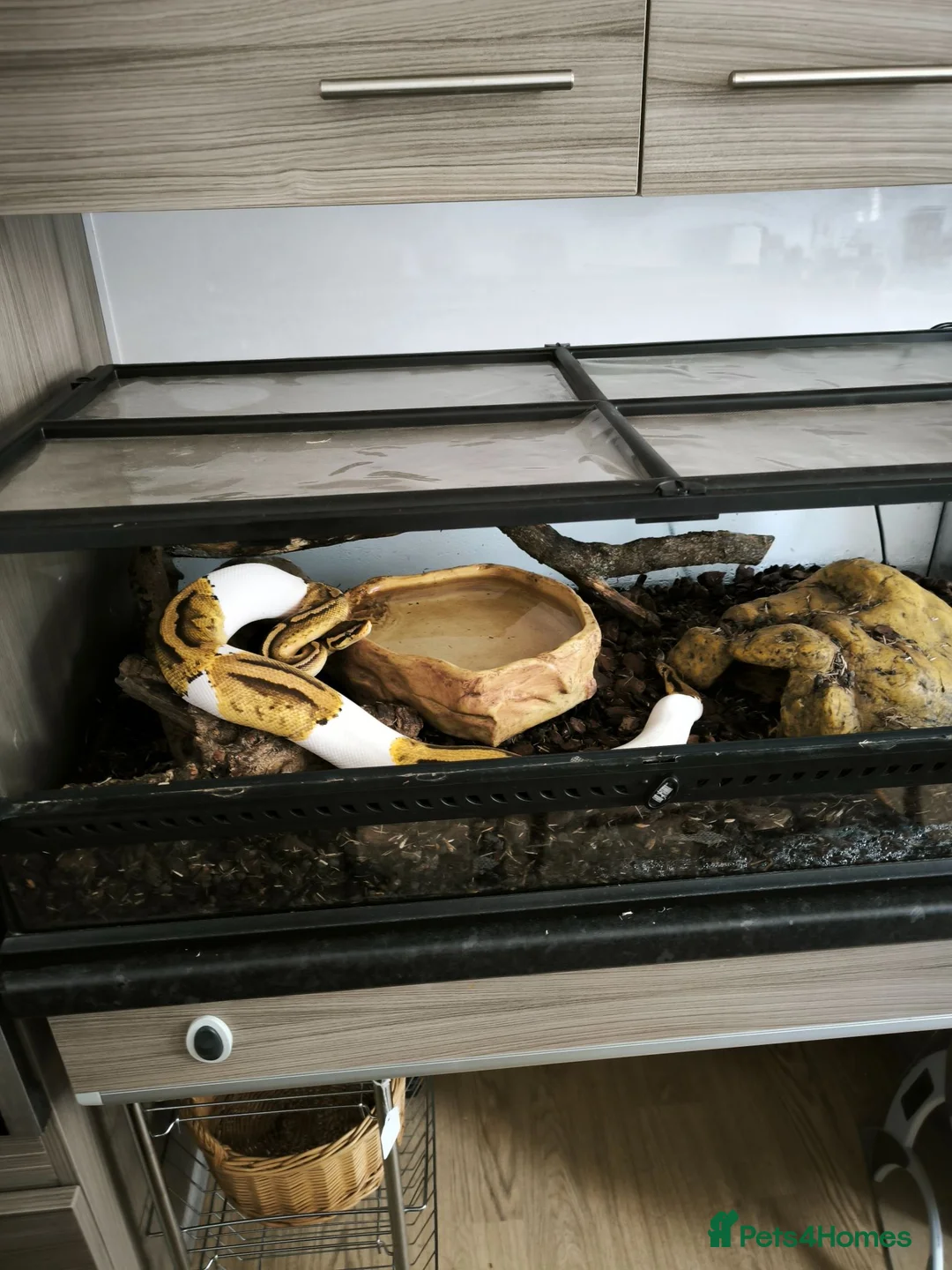 Python Snake reptiles for sale: Juvenile Royal (Ball) python + all kit - Advert 2
