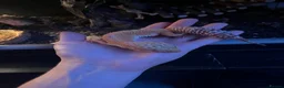 Leopard Gecko reptiles for sale: 2 Female Leopard geckos + vivarium  - Advert 3