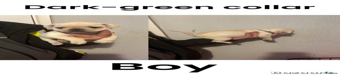 Dark green collar boy