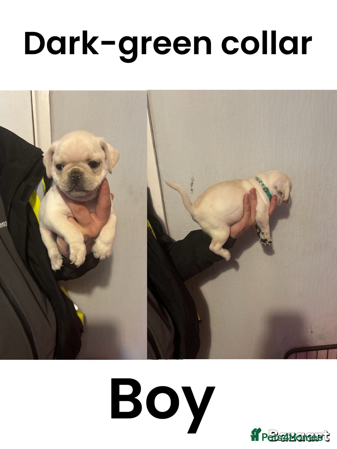 Frug dogs for sale: Frug Puppies For sale - Advert 9