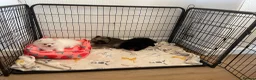 Pomeranian dogs for sale: Stunning Kc Teddy Bear Pomeranian pups - Advert 5