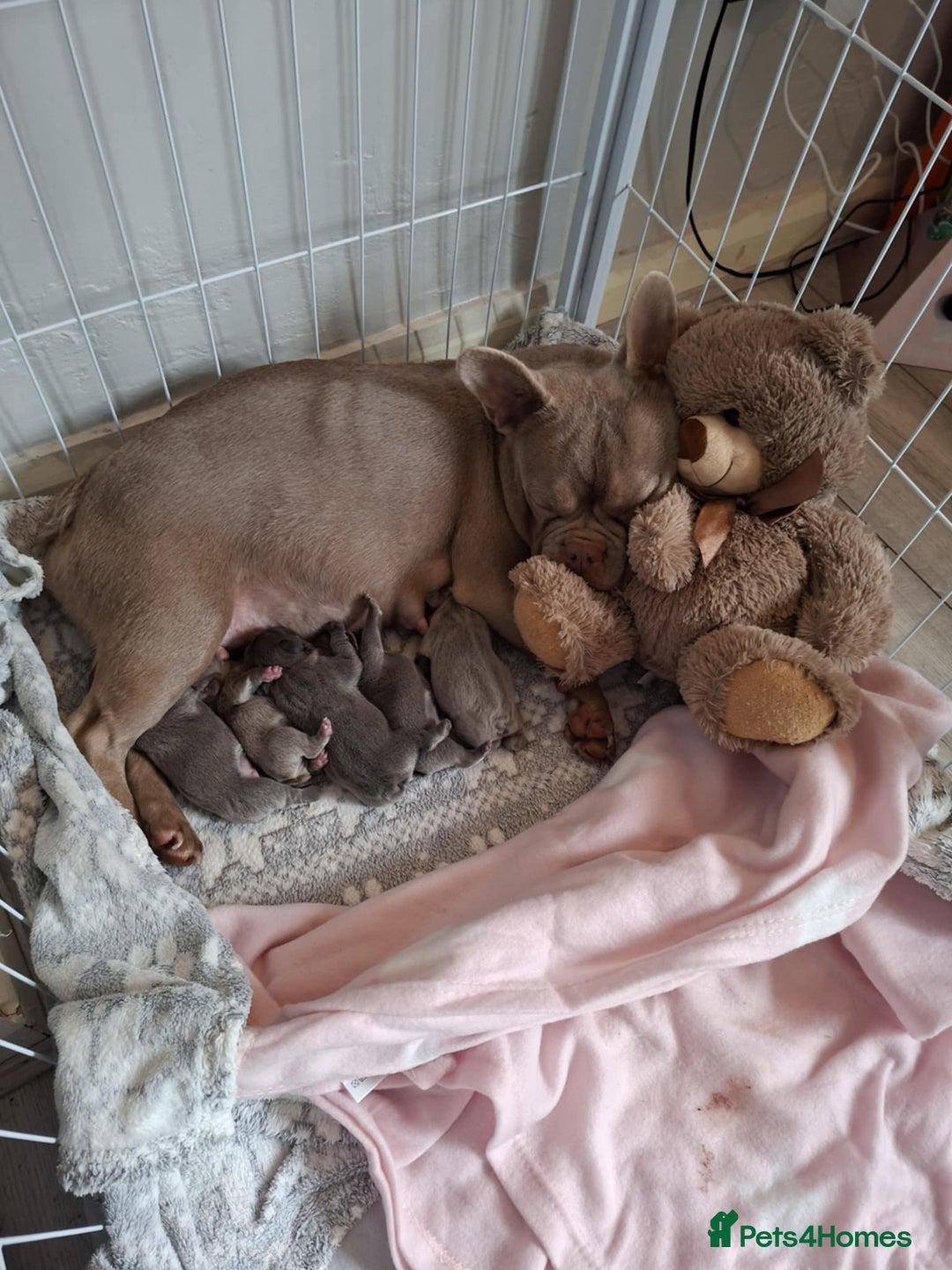 French Bulldog dogs for sale: French bulldog puppies - Advert 10