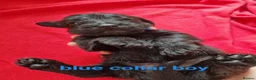 Doxiepoo dogs for sale: 6 doxiepoos - Advert 26