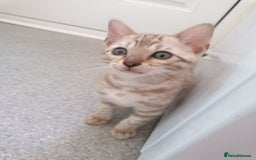 Bengal cats for sale: Stunning snow bengals - Image 10