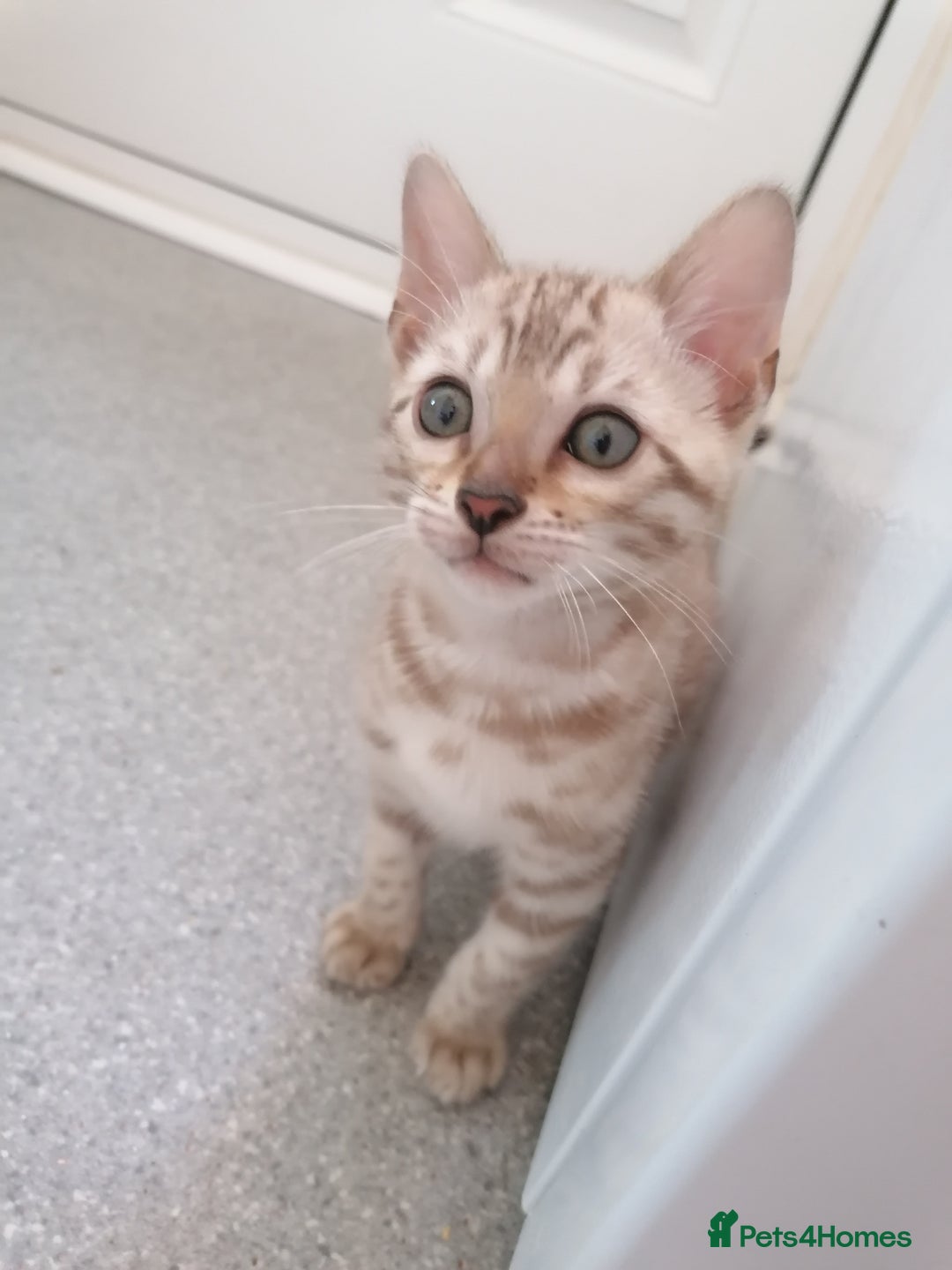 Bengal cats for sale: Stunning snow bengals - Image 10