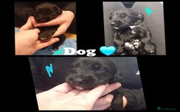 Mixed Breed dogs for sale: Greyhound x Bedlington terrior pups - Image 4