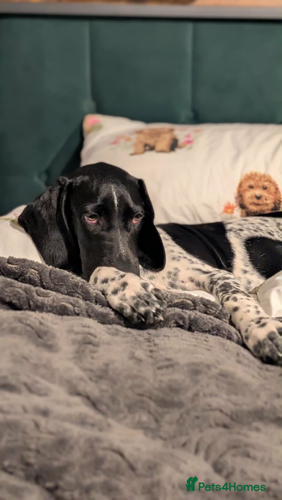 Mixed Breed dogs Amber Sweet 5 mth Pointer cross puppy  - Advert 4