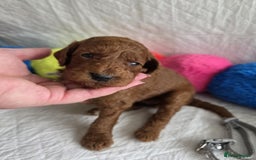 Mini Goldendoodle dogs for sale: 👑Superb Rare Toy/Mini Deepest Red Goldendoodles👑 - Image 5