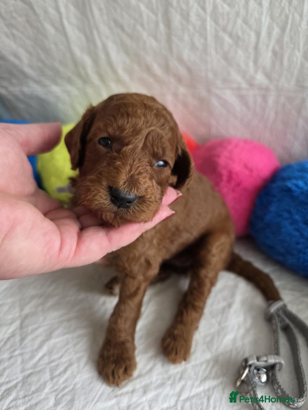 Mini Goldendoodle dogs for sale: 👑Superb Rare Toy/Mini Deepest Red Goldendoodles👑 - Image 5