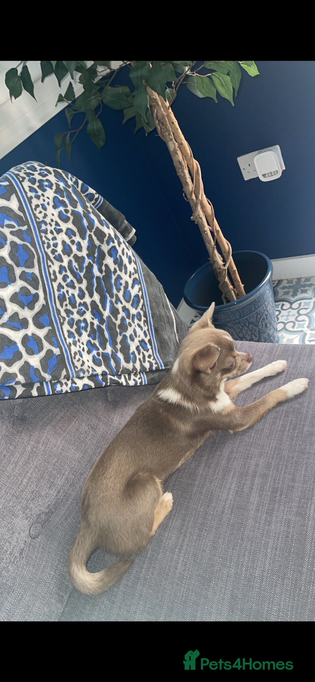 Chihuahua dogs for stud: Chihuahua stud in North Shields - Advert 4