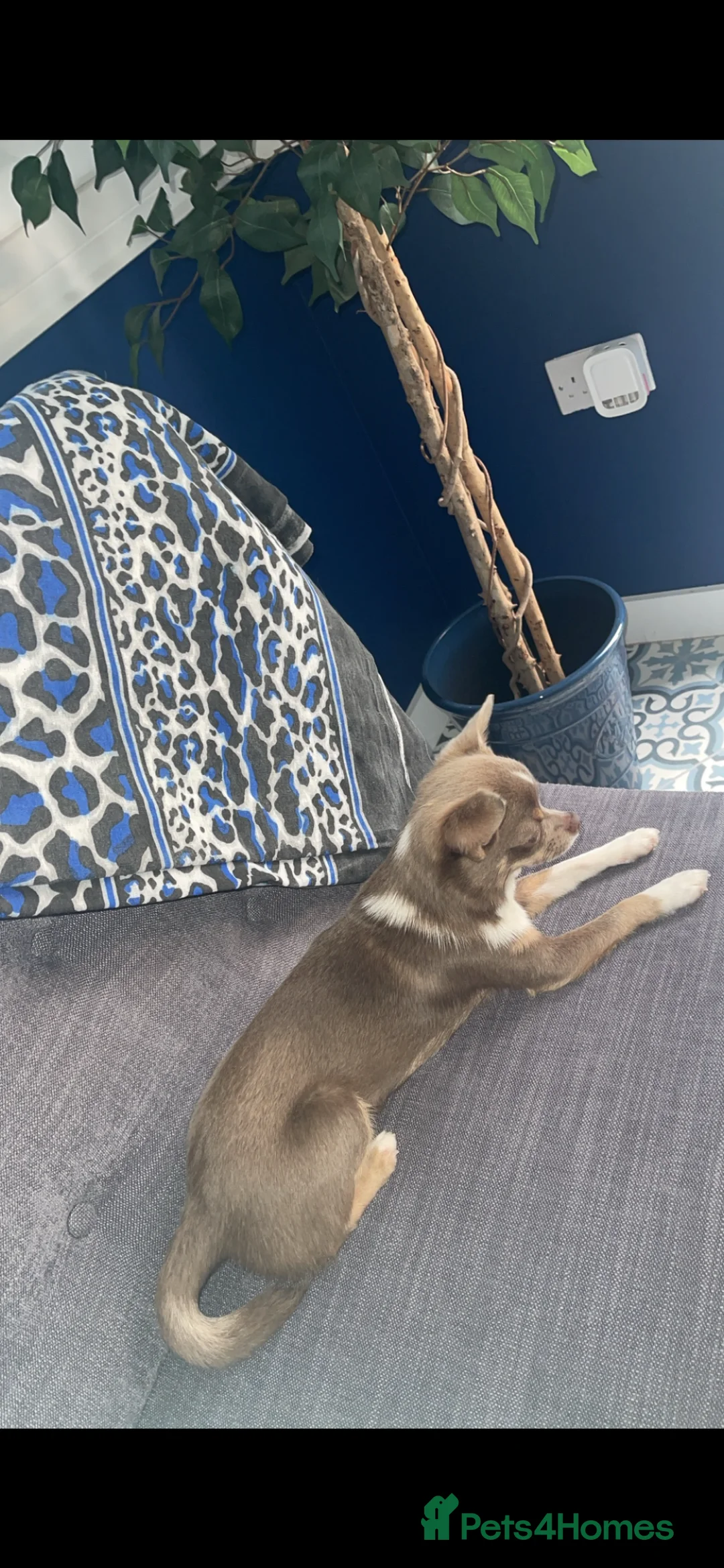 Chihuahua dogs for stud: Chihuahua stud in North Shields - Advert 4