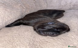 Mixed Breed dogs for sale: Chowbull pups for sale - Image 13