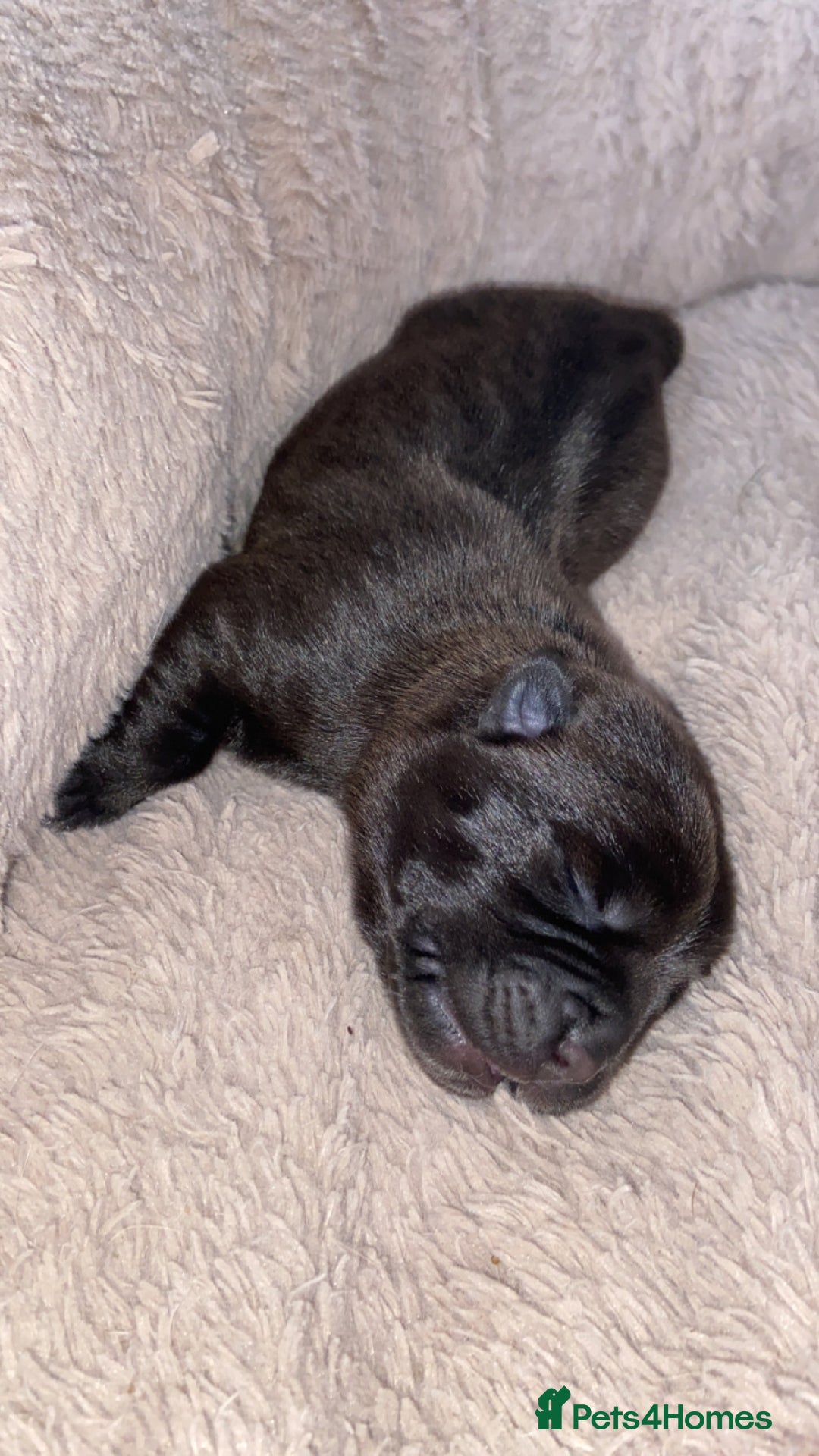 Mixed Breed dogs for sale: Chowbull pups for sale - Image 13