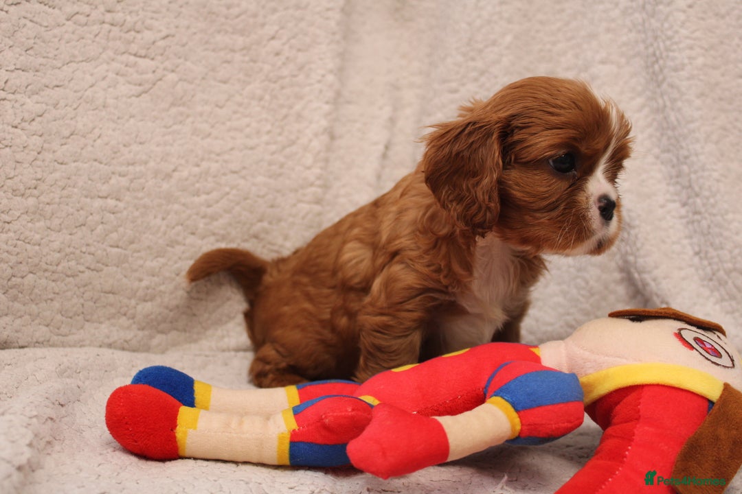 Cavalier King Charles Spaniel dogs for sale: Beautiful Cavalier king charles spaniel puppies - Image 4
