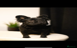 French Bulldog dogs for sale: REDUCED! Beautiful frenchbulldog boy! - Image 2