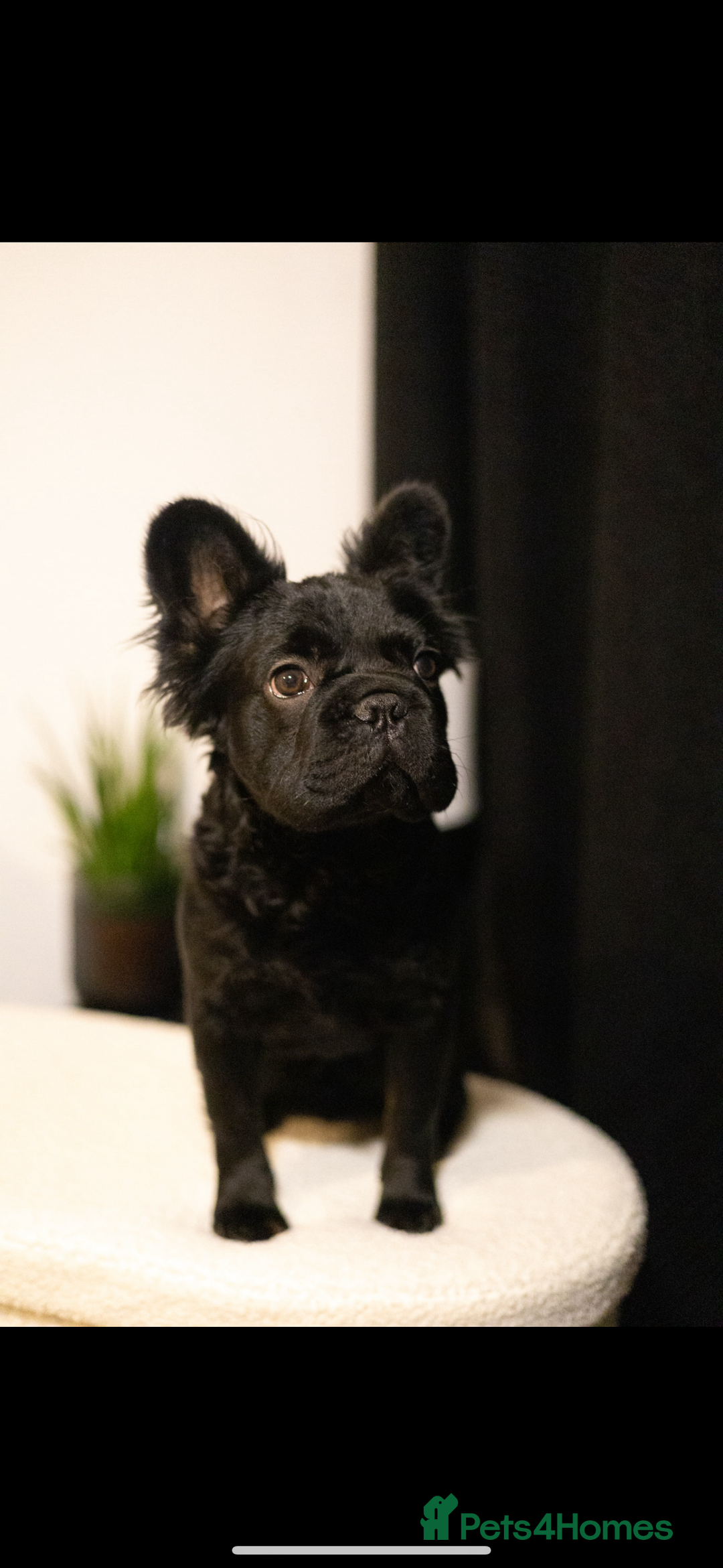 French Bulldog dogs for sale: REDUCED! Beautiful frenchbulldog boy! - Image 2