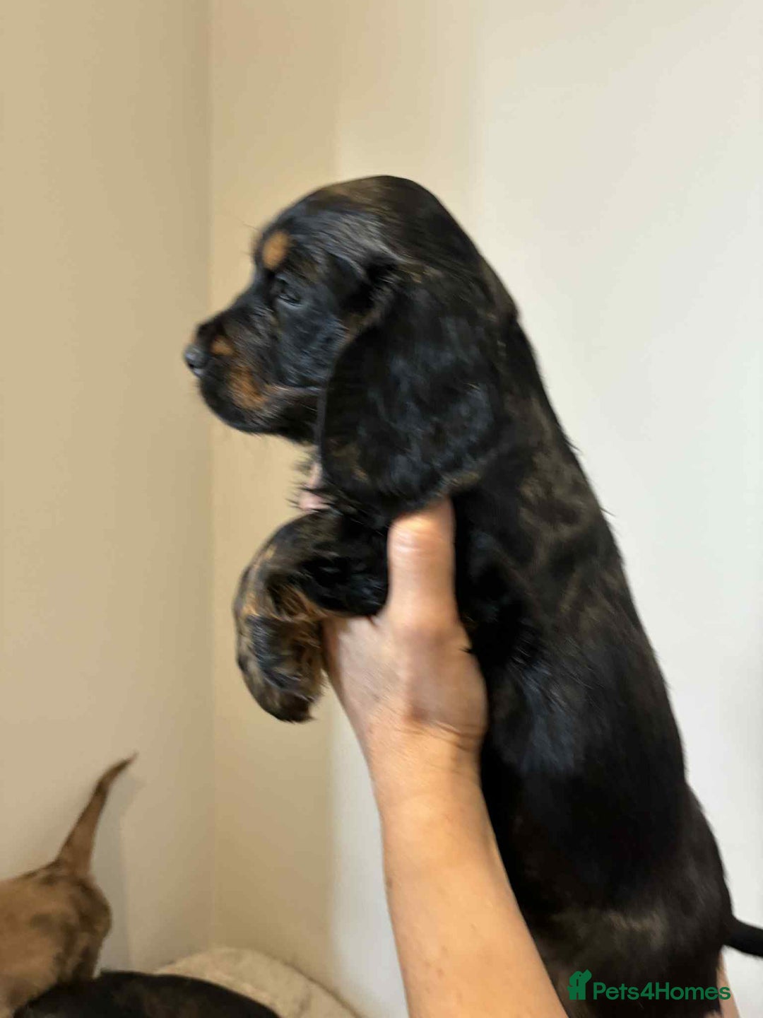 Cocker Spaniel dogs for sale: Pure show type dna health tested KC reg parents  - Image 4