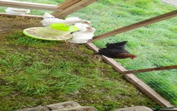 Chickens poultry for sale: Chicken  in Wigton - Image 1