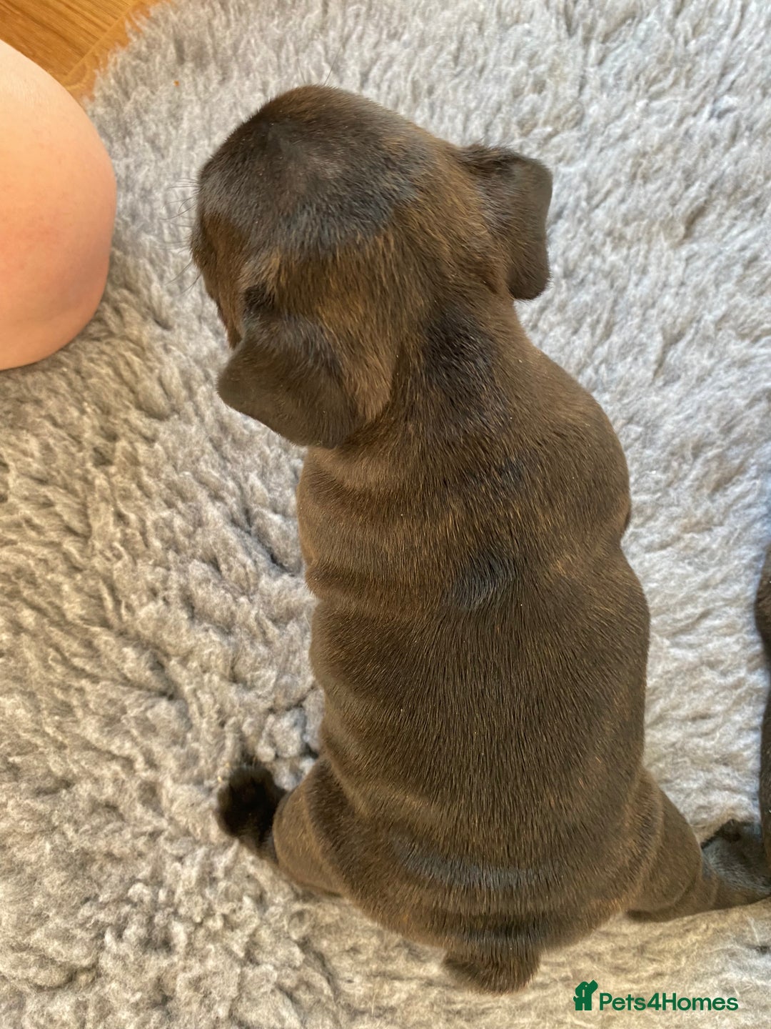 French Bulldog dogs for sale: KC French Bulldog Pups Tiger Brindle, Tan & Black  - Image 10
