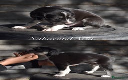 Saluki dogs for sale: ✨Exceptional Saluki Puppies from Iranian Imports✨ - Image 10