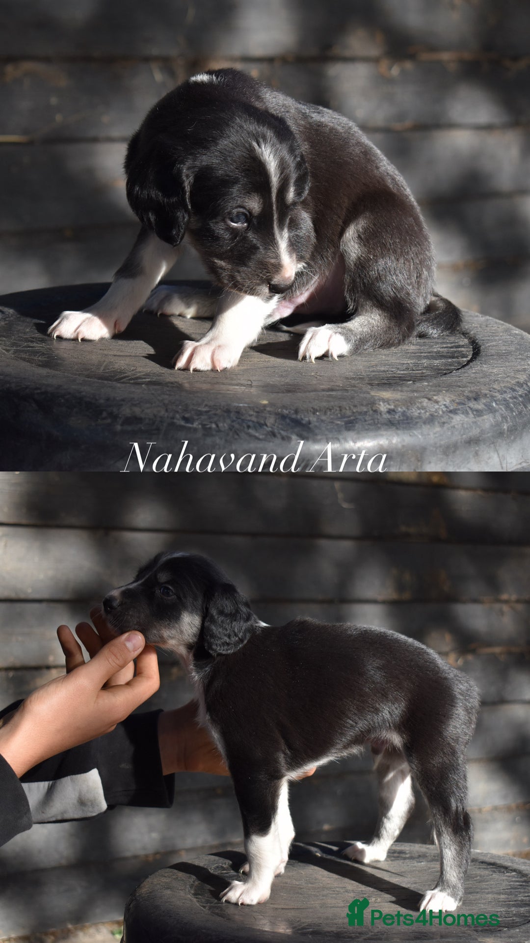 Saluki dogs for sale: ✨Exceptional Saluki Puppies from Iranian Imports✨ - Image 10