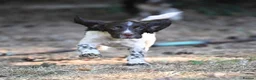 English Springer Spaniel dogs for sale: Kennel club registered Springer Spaniel Puppies - Advert 3