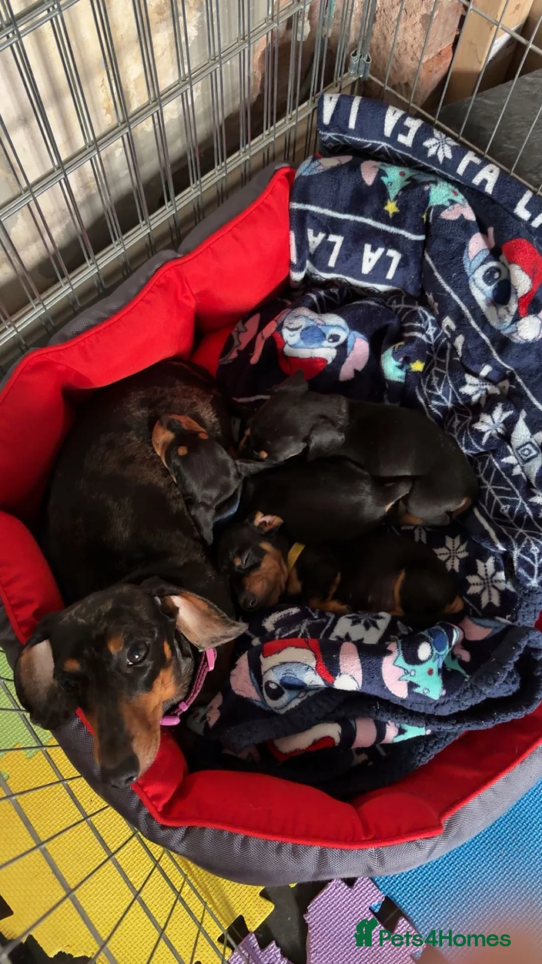 Dachshund dogs for sale: Mini/standard dachshund male  - Advert 6